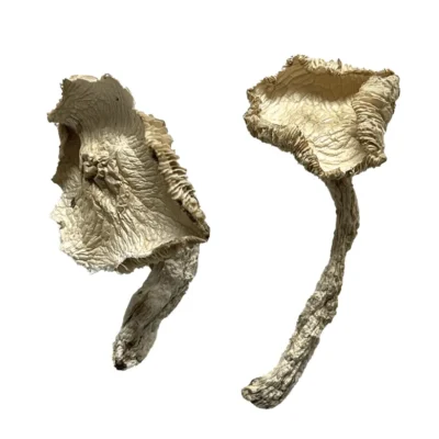 Stakz mushrooms with stacked golden caps